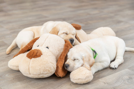 PHO_PRO_DOG_36980-12