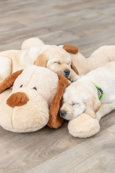 PHO_PRO_DOG_36980-13