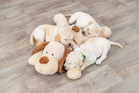 PHO_PRO_DOG_36980-14