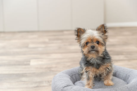 Kleiner Hund mit langem Fell sitzt in einem grauen Hundebett auf hellem Holzboden vor unscharfem Hintergrund.
