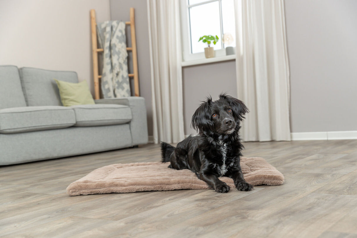 Ein kleiner schwarzer Hund liegt auf einer beigefarbenen Matte im Wohnzimmer mit grauem Sofa und hellem Holzboden.