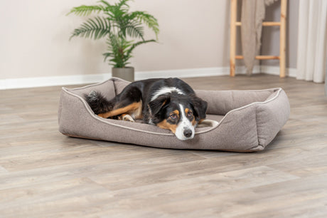 PHO_PRO_DOG_37420-37421-37422-37423-1