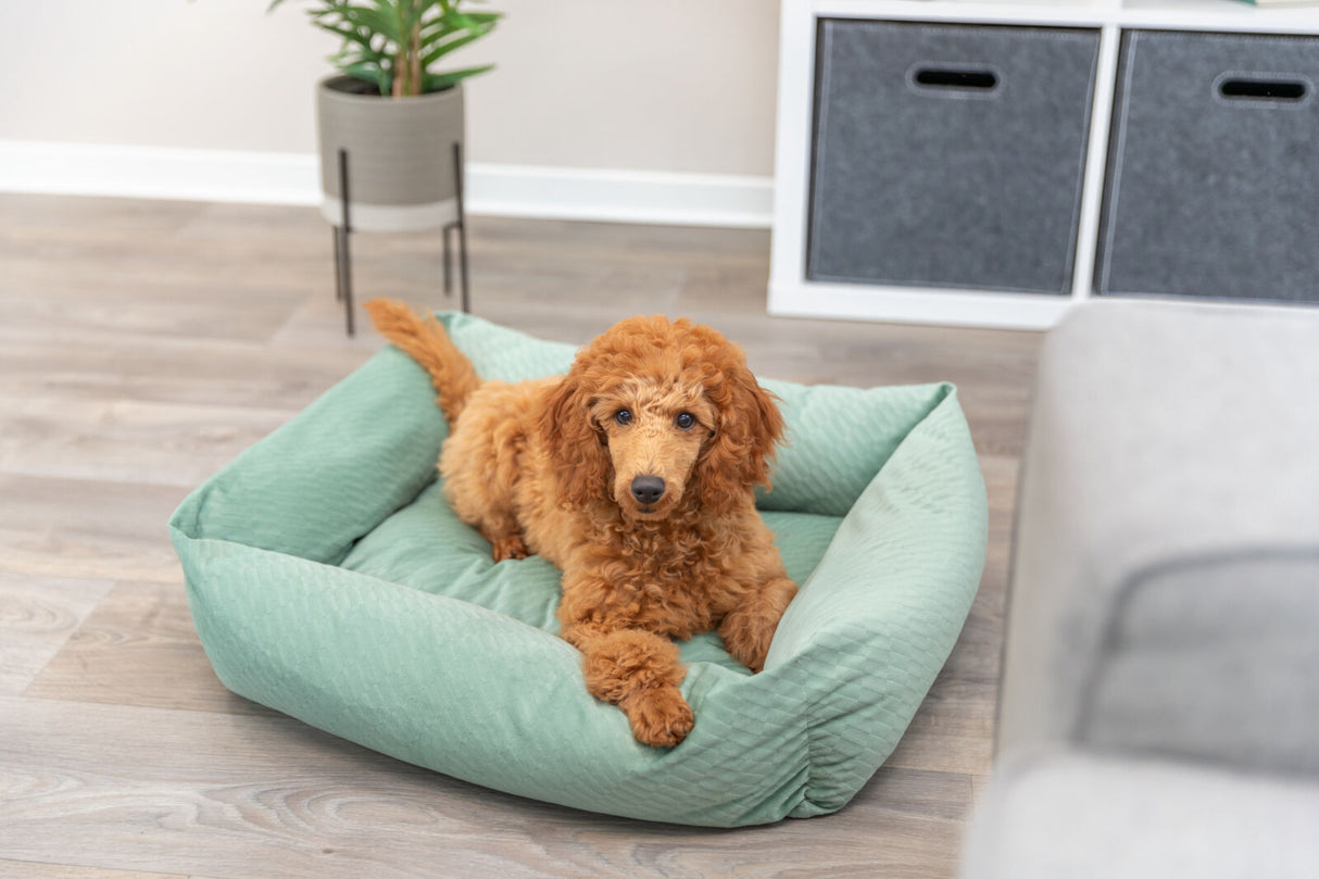 Ein brauner Hund liegt in einem mintgrünen Hundebett auf einem Holzboden, im Hintergrund ist eine Pflanze sichtbar.