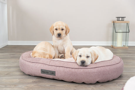 PHO_PRO_DOG_37880-37881-1