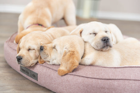 PHO_PRO_DOG_37880-37881-6