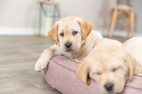 PHO_PRO_DOG_37880-37881-7