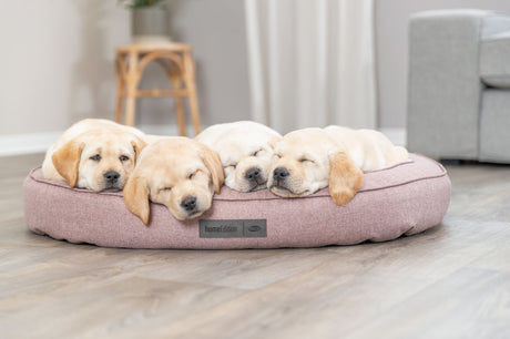 PHO_PRO_DOG_37880-37881-8