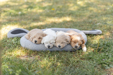 PHO_PRO_DOG_379002-1