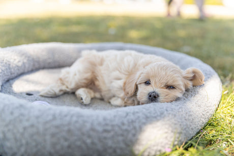 PHO_PRO_DOG_379002-4