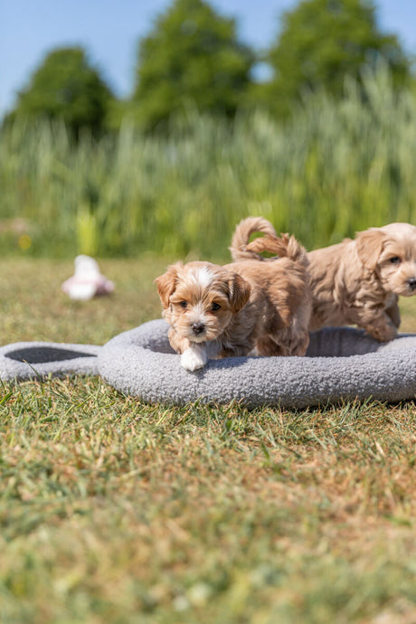 PHO_PRO_DOG_379002-6