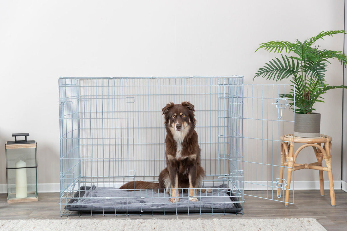 Hund in einem offenen Metallkäfig auf einem Kissen, daneben eine Pflanze auf einem kleinen Tisch.