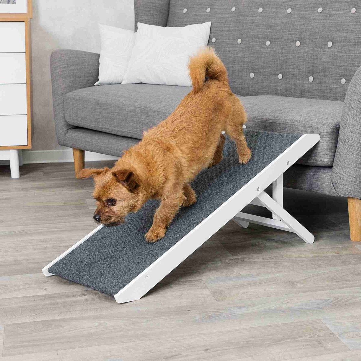 Ein kleiner Hund geht eine graue Rampe hinunter, die an ein graues Sofa in einem Wohnzimmer grenzt.
