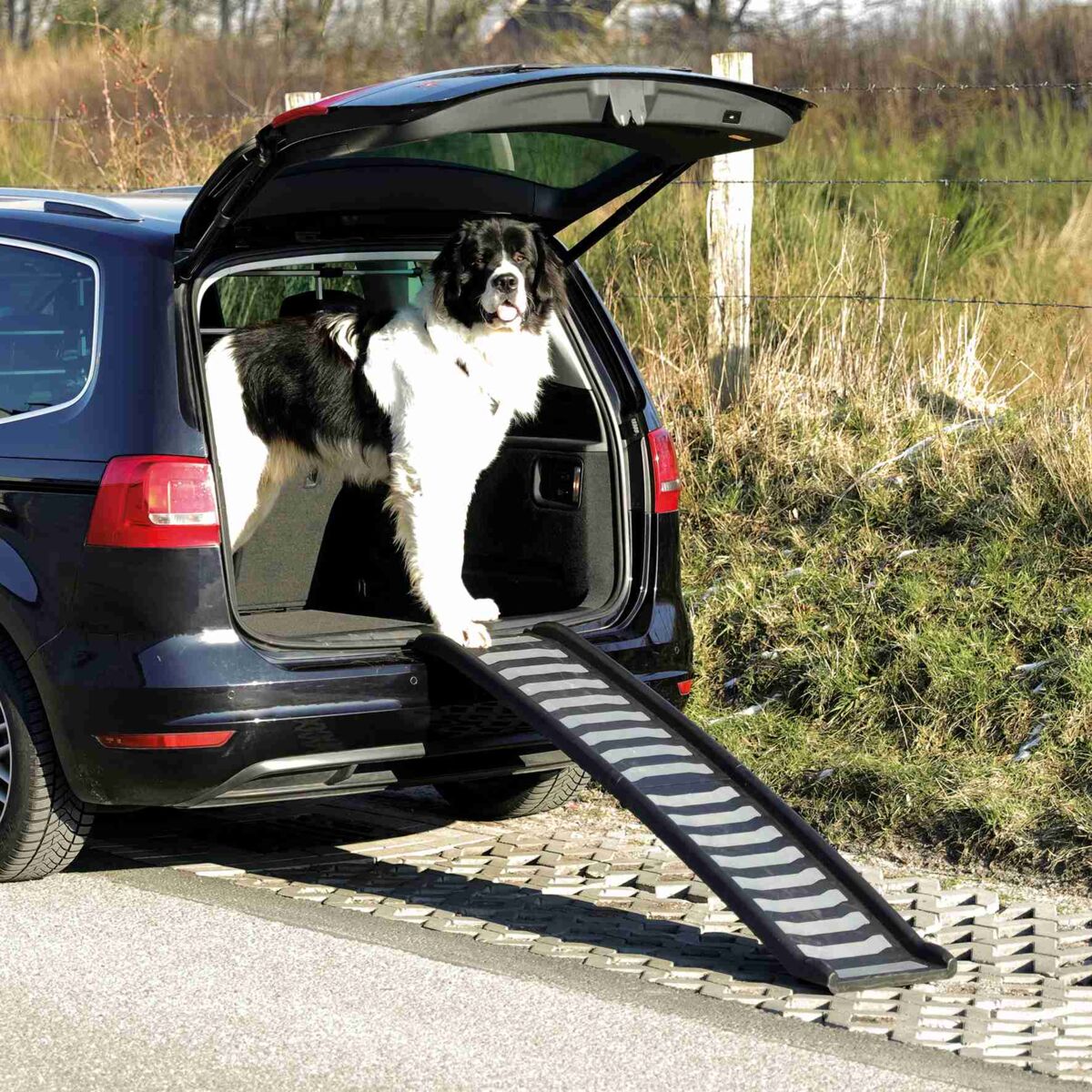 Ein großer schwarz-weißer Hund steht auf einer Rampe, die aus einem Autoheck herausführt, umgeben von einer Landschaft.
