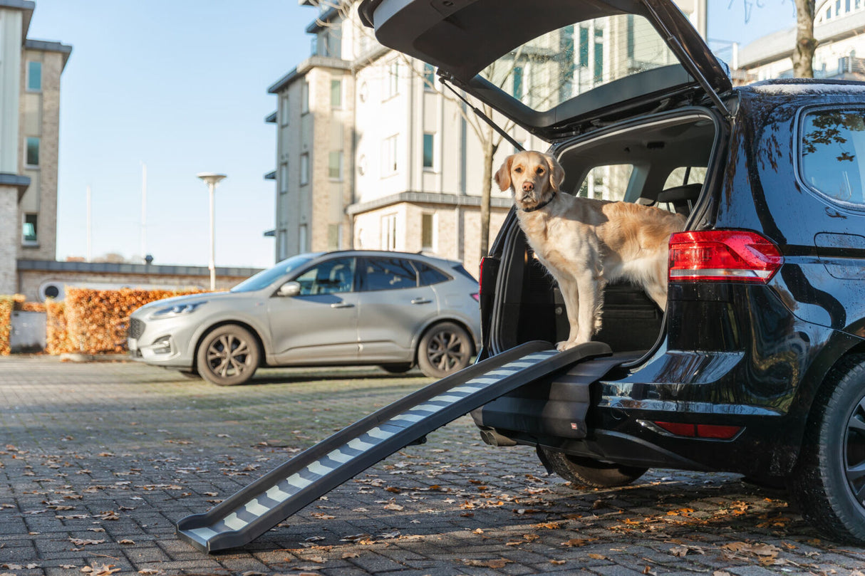 Hund steht in geöffneter Autotür und nutzt eine Rampe zum Ein- oder Aussteigen.