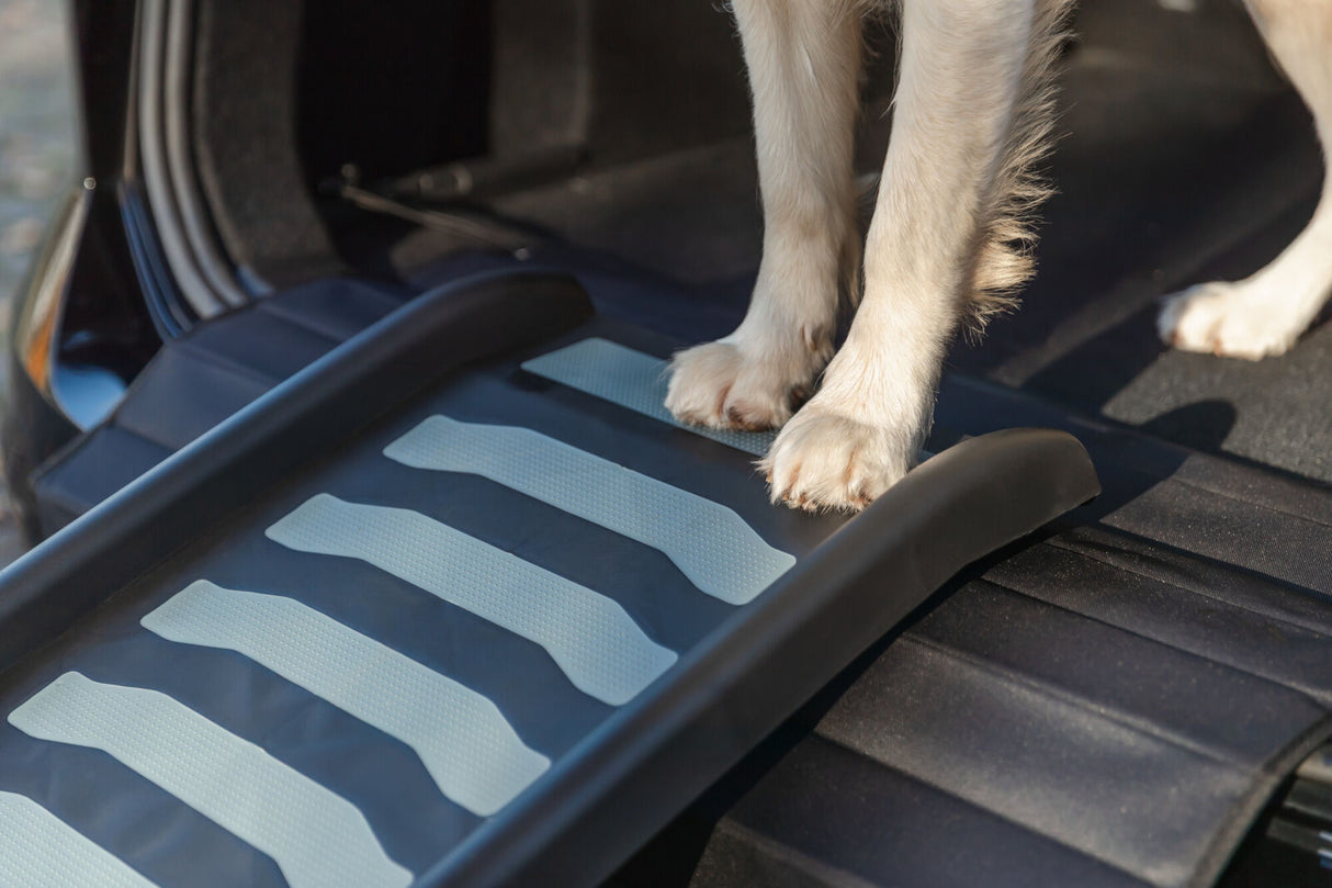 Hunde steht auf einer schwarzen Rampe am geöffneten Kofferraum eines Autos.