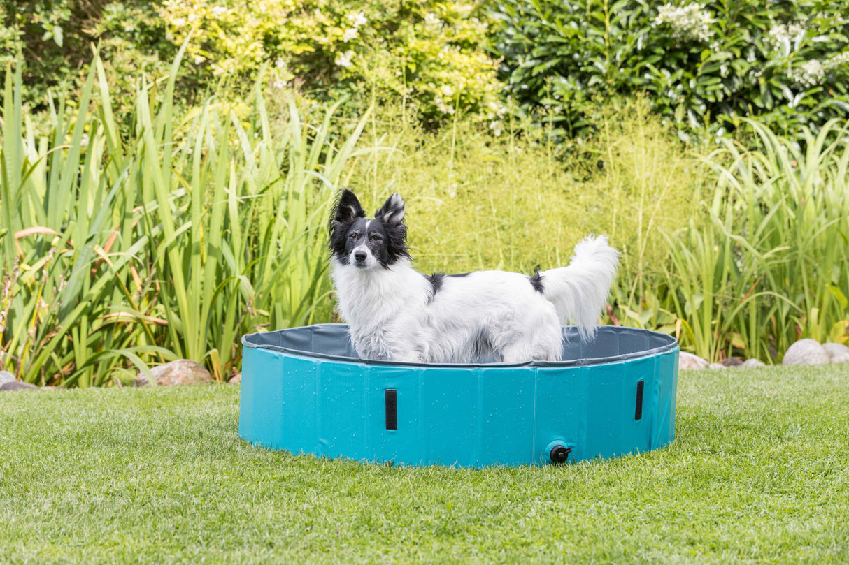 Ein schwarz-weißer Hund steht in einem blauen Planschbecken auf einer Rasenfläche, umgeben von grüner Vegetation.