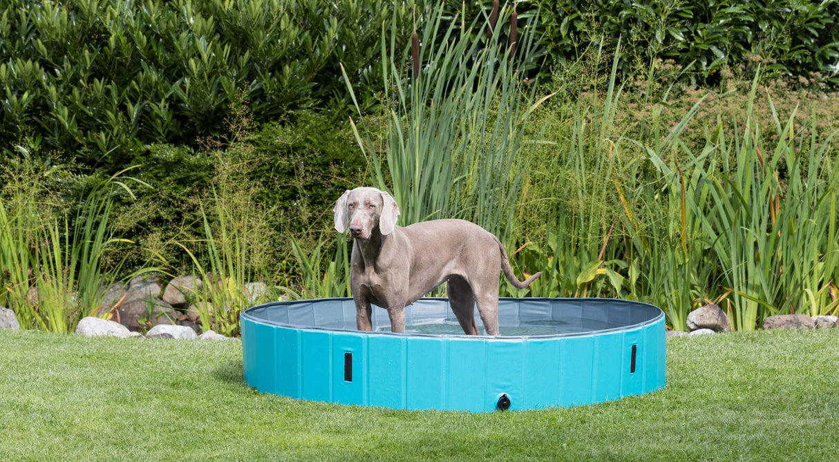 Ein großer Hund steht in einem blauen, flachen Pool auf einer Rasenfläche, umgeben von dichten grünen Pflanzen.