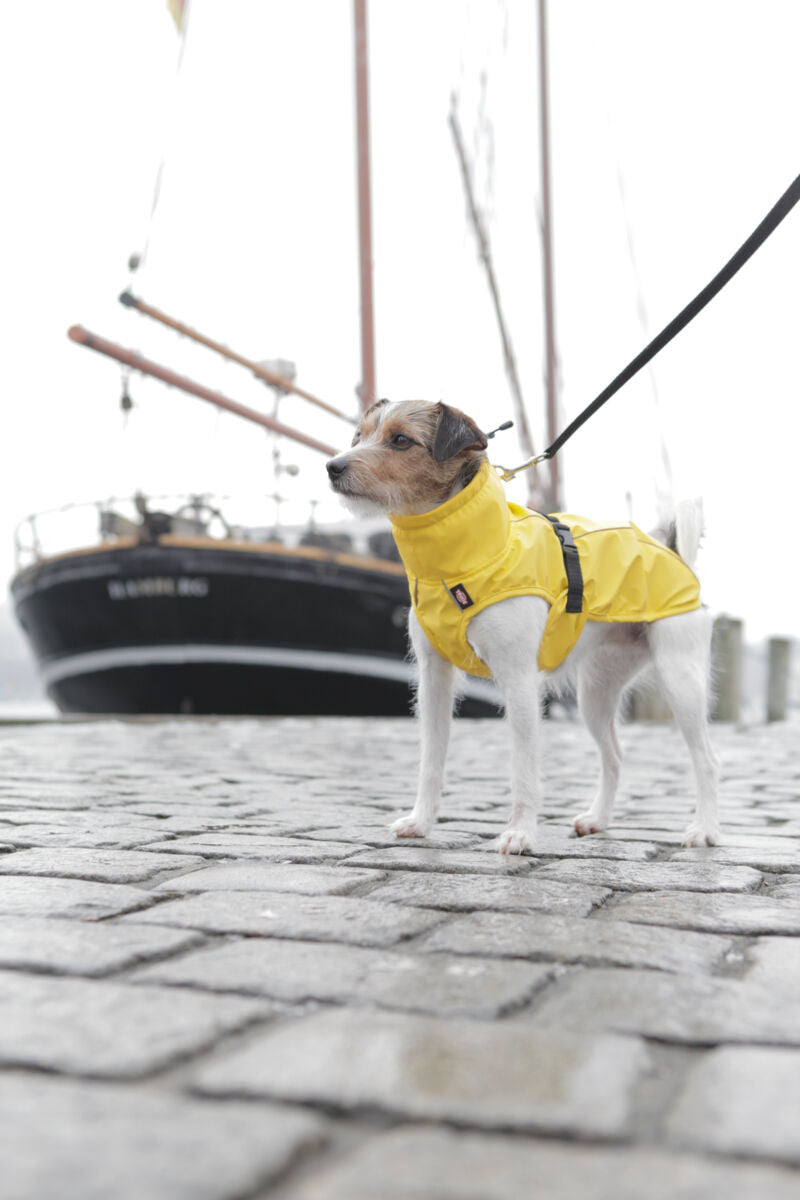 Ein kleiner Hund trägt einen gelben Mantel und steht an der Leine auf einem Pflasterweg, im Hintergrund ein großes Segelboot.