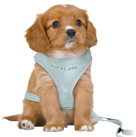Welpe mit hellblauem Geschirr mit der Aufschrift "PUPPY DOG" sitzt aufmerksam, Geschirr hat eine Leine.*