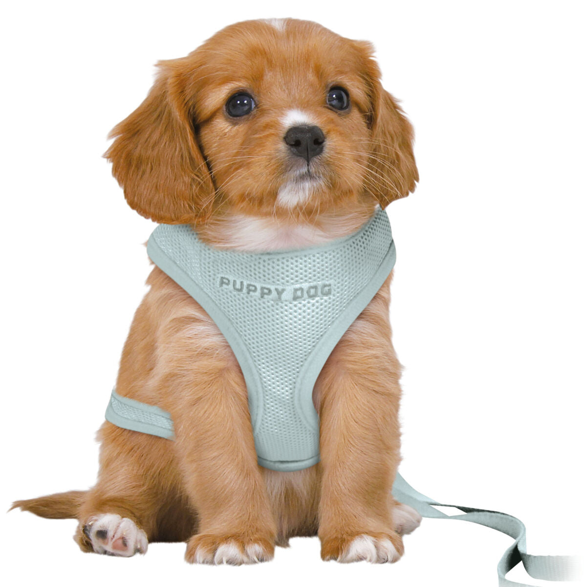 Welpe mit hellblauem Geschirr mit der Aufschrift "PUPPY DOG" sitzt aufmerksam, Geschirr hat eine Leine.*