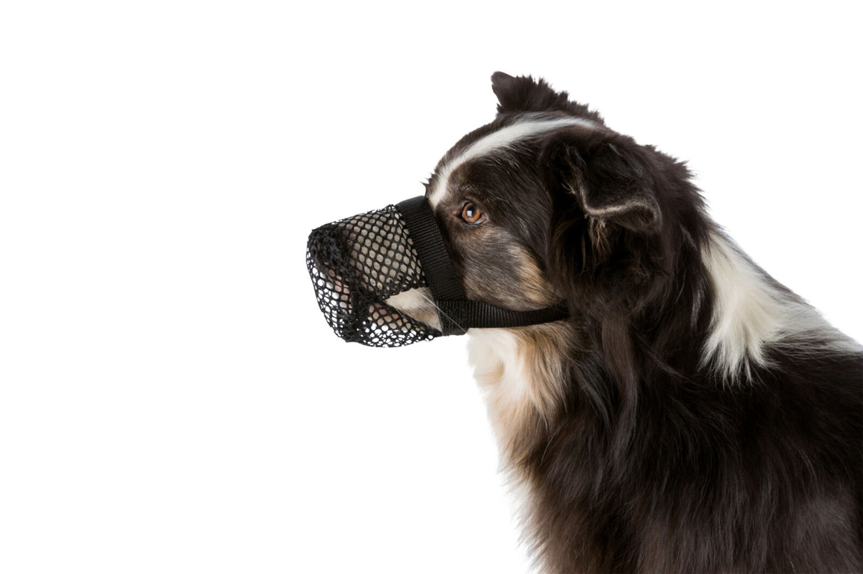 Ein Hund mit schwarz-weißem Fell trägt einen schwarzen Maulkorb aus Netzmaterial, Seitenprofil auf weißem Hintergrund.