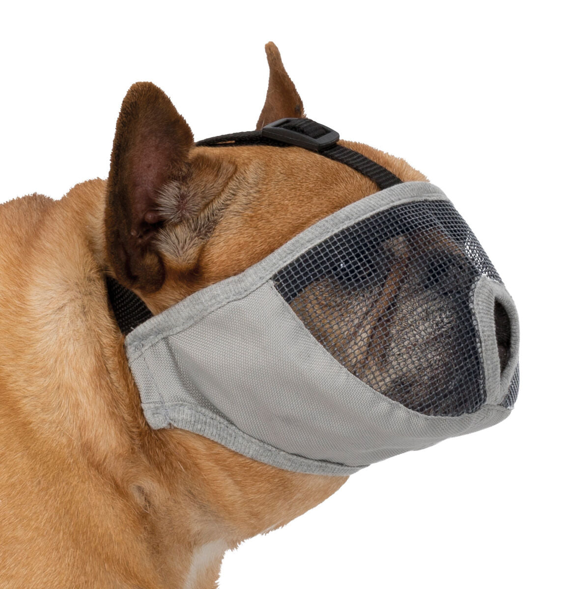 Kurznasiger Hund trägt einen grauen Maulkorb mit schwarzem Netz und verstellbarem Riemen.