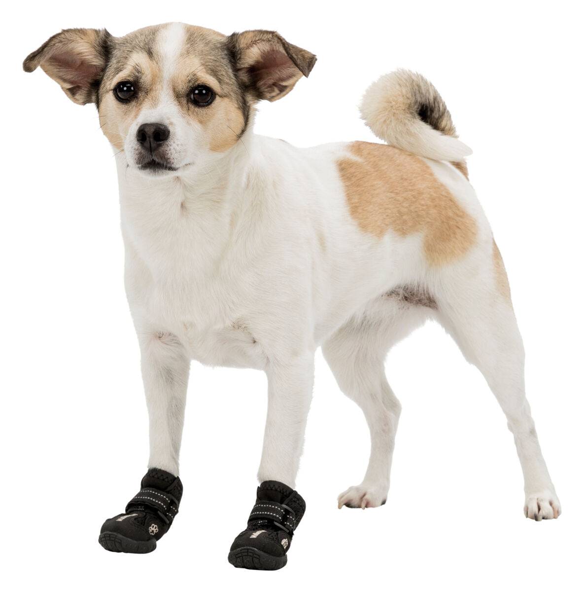 Ein Hund mit braun-weißem Fell trägt schwarze Hundeschuhe auf einem weißen Hintergrund.