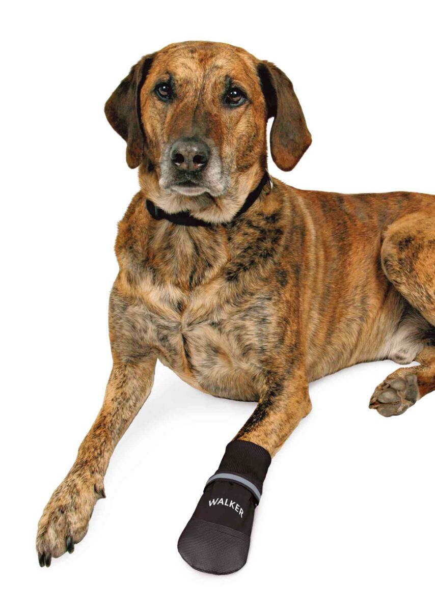 Ein Hund mit braunem, geflecktem Fell trägt einen schwarzen Pfotenschutz mit der Aufschrift "WALKER" am Vorderbein.