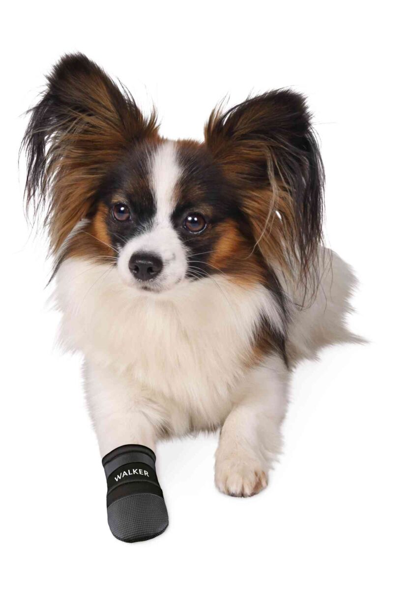 Ein kleiner Hund mit langen Ohren und einem schwarz-weiß-braunen Fell trägt einen schwarzen Pfotenschuh mit der Aufschrift "Walker".
