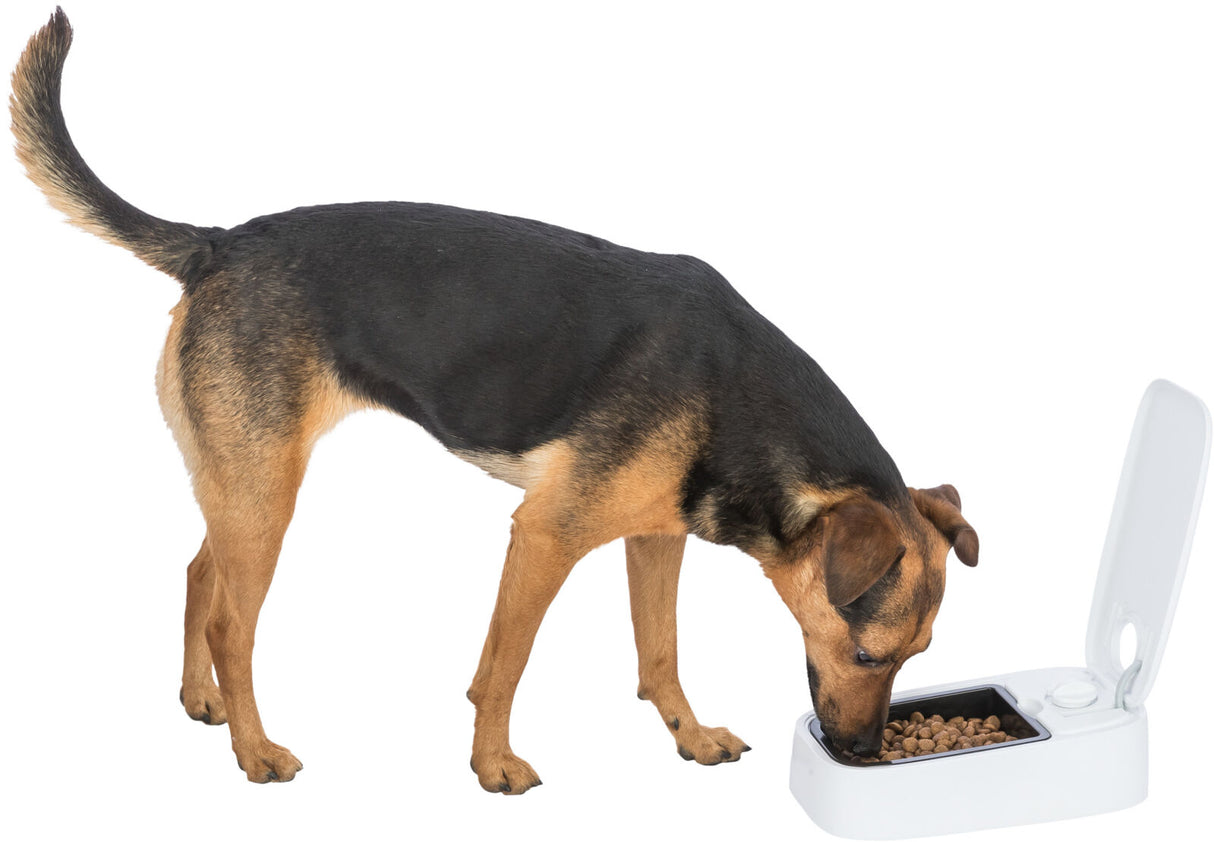 Hund frisst aus einem weißen, offenen Futterspender mit Deckel.