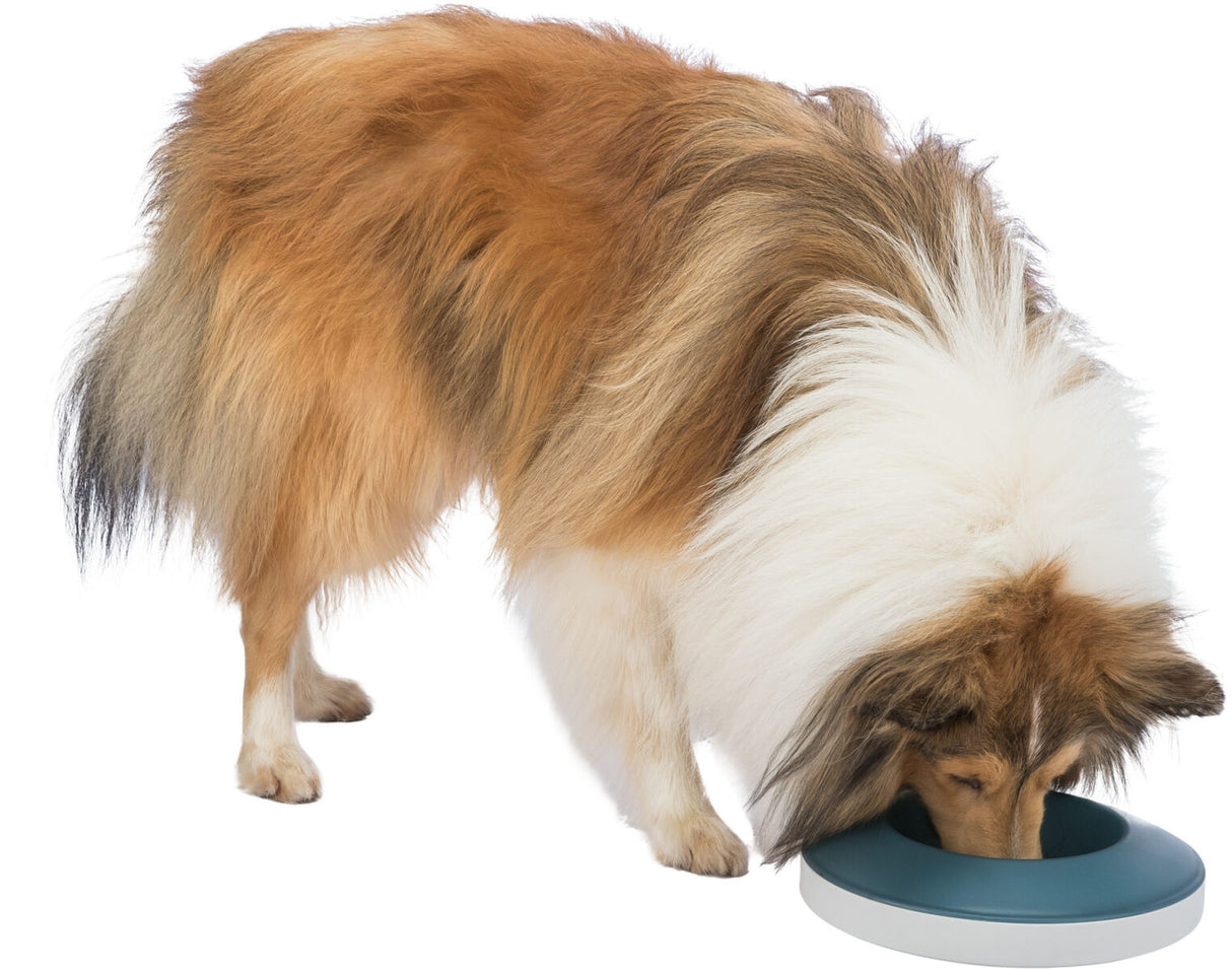 Ein Hund mit langem, mehrfarbigem Fell frisst aus einem flachen, runden Napf auf weißem Hintergrund.