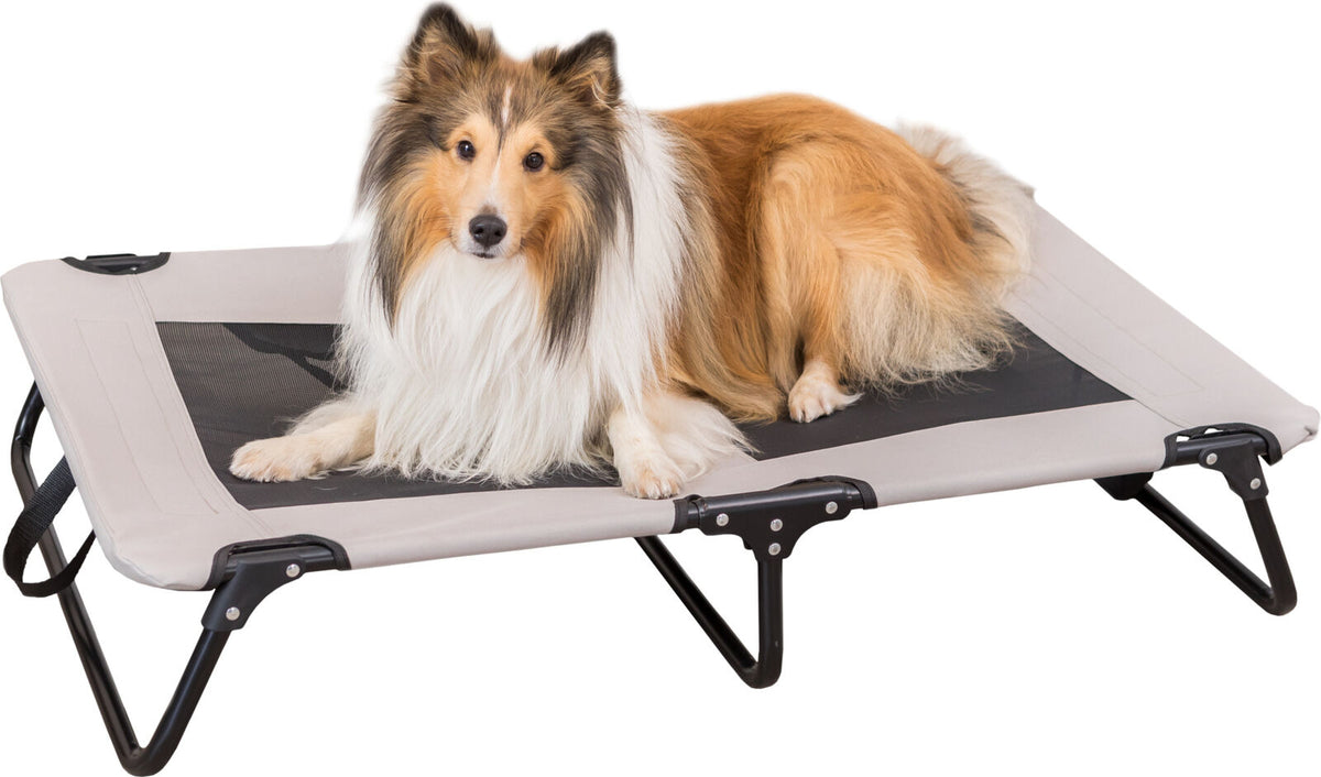Hund liegt auf einem erhöhten, grauen Hundebett mit schwarzem Gestell.