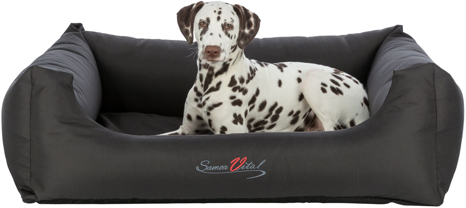 Ein Dalmatiner liegt in einem schwarzen Hundebett mit der Aufschrift "Samoa Vital".