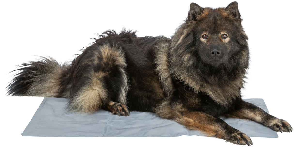 Langhaariger Hund liegt auf grauer Matte.