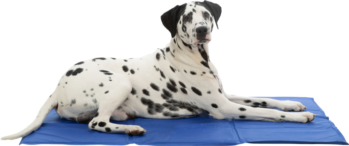 Ein schwarz-weiß gefleckter Hund liegt entspannt auf einer blauen Matte vor weißem Hintergrund.