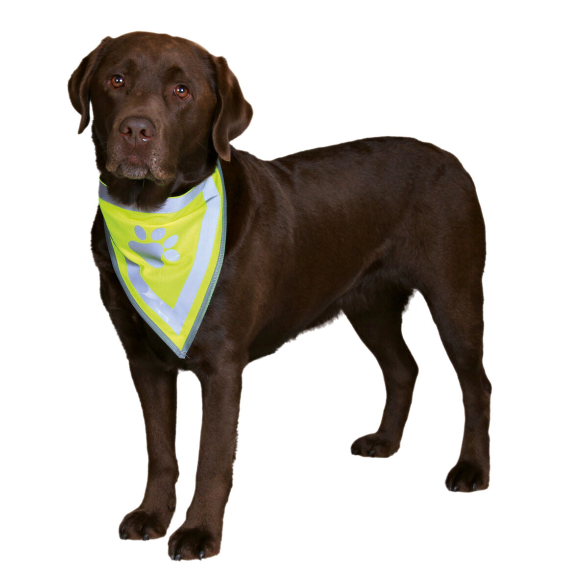 Ein Hund mit dunkelbraunem Fell trägt ein leuchtend gelbes Halstuch mit reflektierendem Pfotenabdruck.