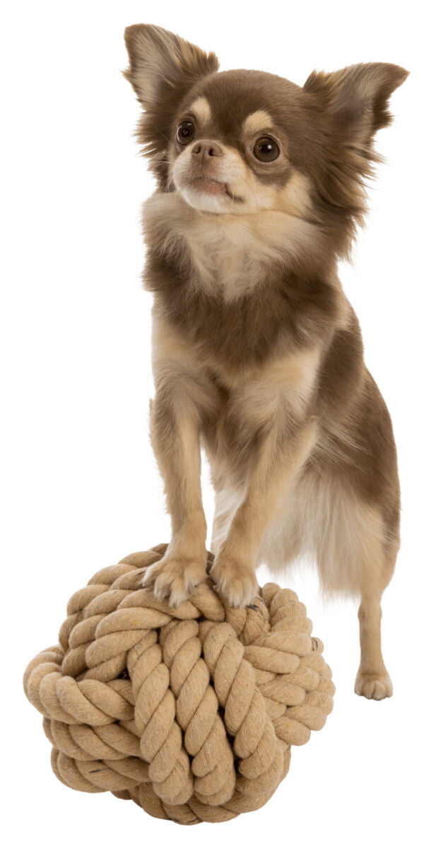 Ein kleiner Hund mit langem braunen Fell steht auf einer großen, geflochtenen Kordelkugel.