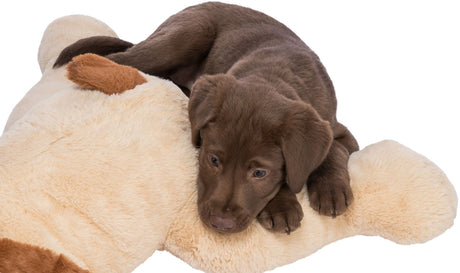 PHO_PRO_DOG_CLIP_36980-1