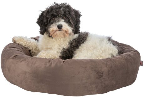 PHO_PRO_DOG_CLIP_37782-37783-1