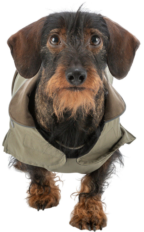 Dackel mit braunem Fell trägt einen grünen Hundemantel und schaut direkt in die Kamera.