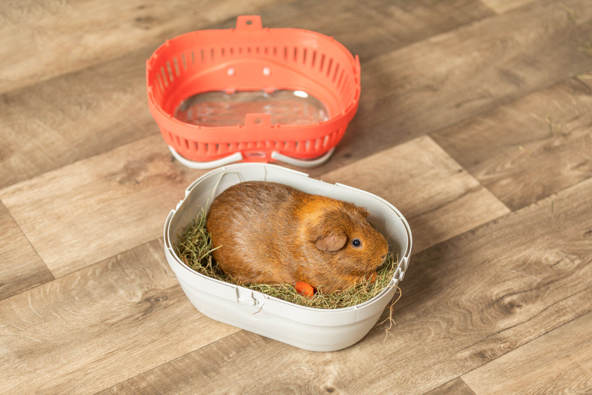 Ein braunes Meerschweinchen sitzt in einem offenen, weißen Transportbehälter mit Heu auf einem Holzfußboden.