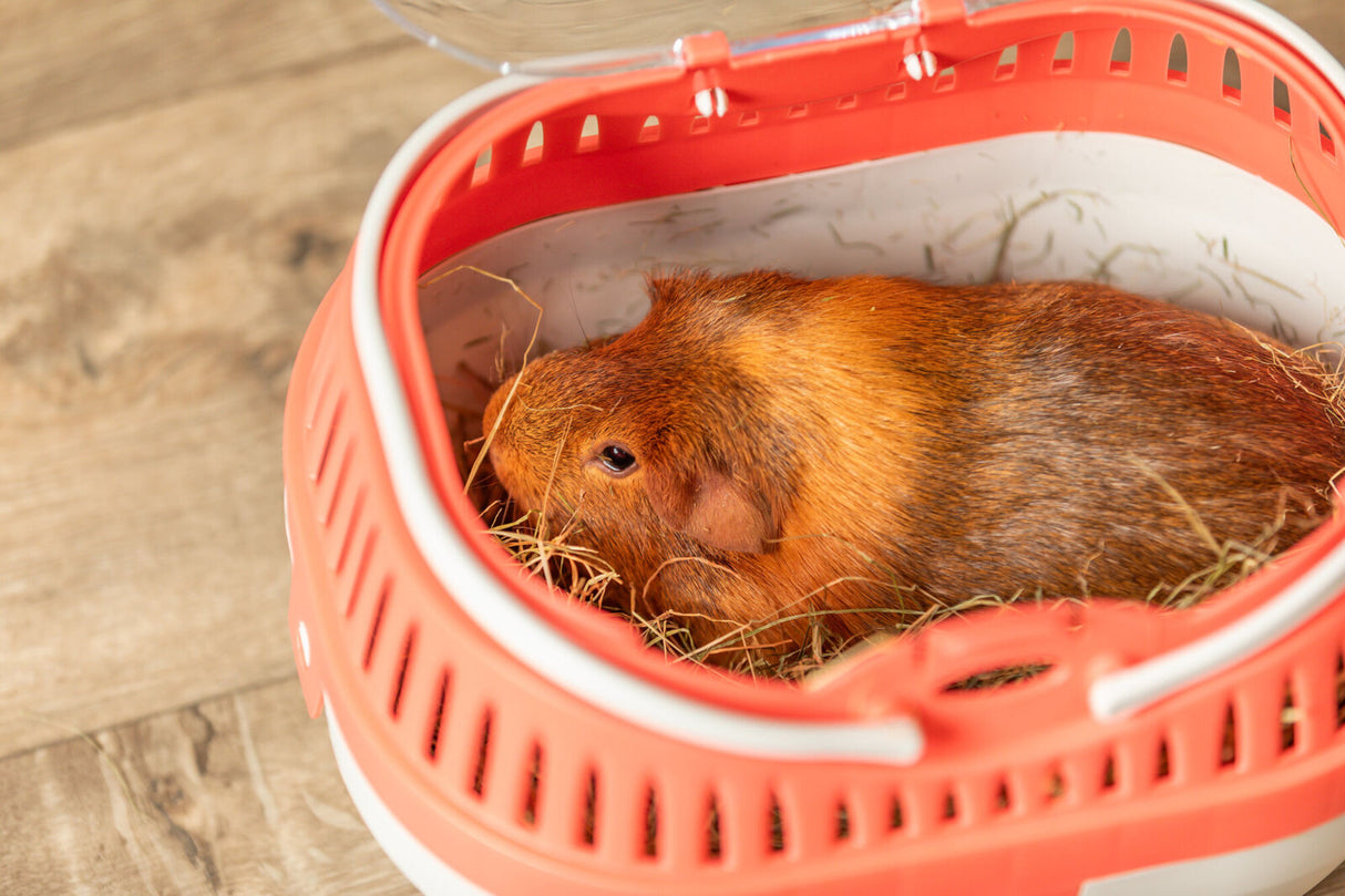 Ein braunes Meerschweinchen sitzt in einem rot-weißen Transportbehälter auf Heu, der auf einem Holzboden steht.