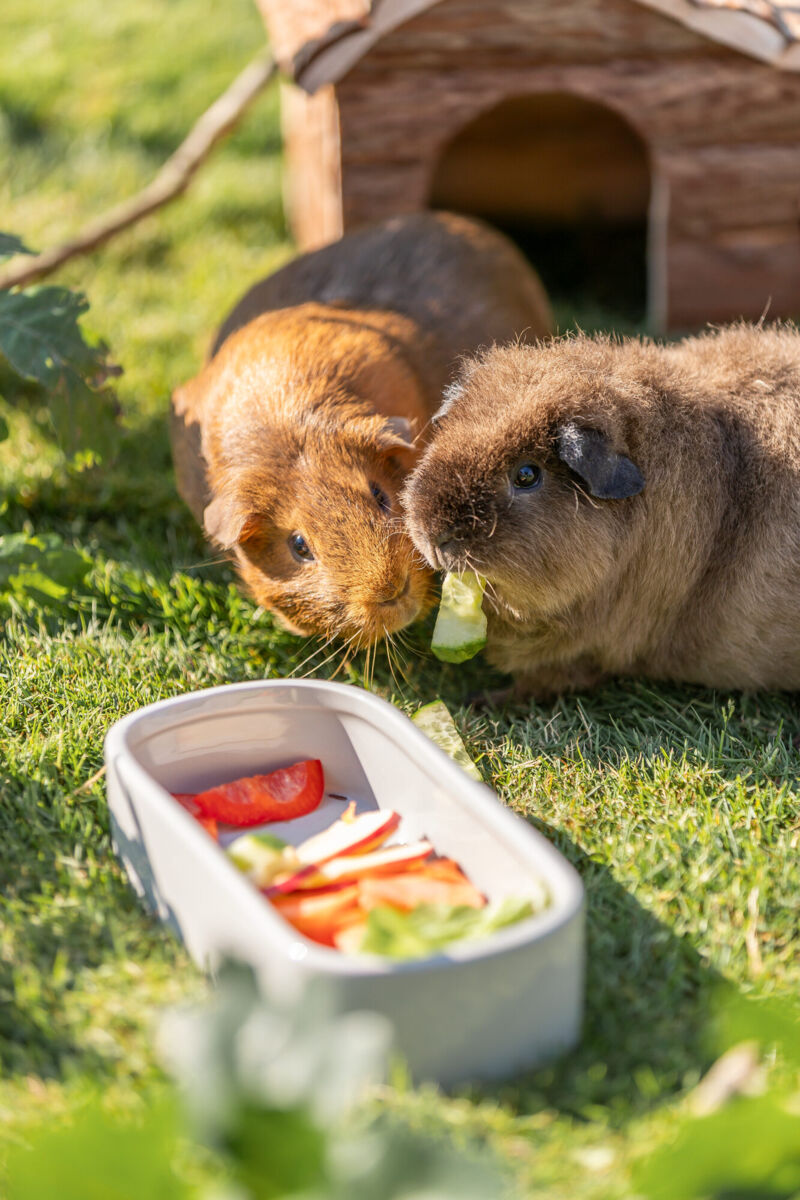 Zwei Meerschweinchen auf Rasen, eines mit einem Gurkenstück im Mund, im Hintergrund eine kleine Holzstruktur.