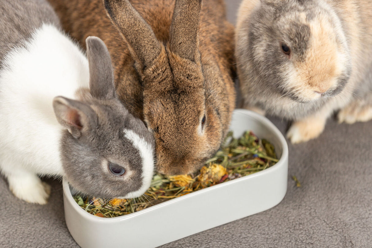 Drei Kaninchen in unterschiedlichen Fellfarben fressen aus einer Schale mit Heu und Kräutern.