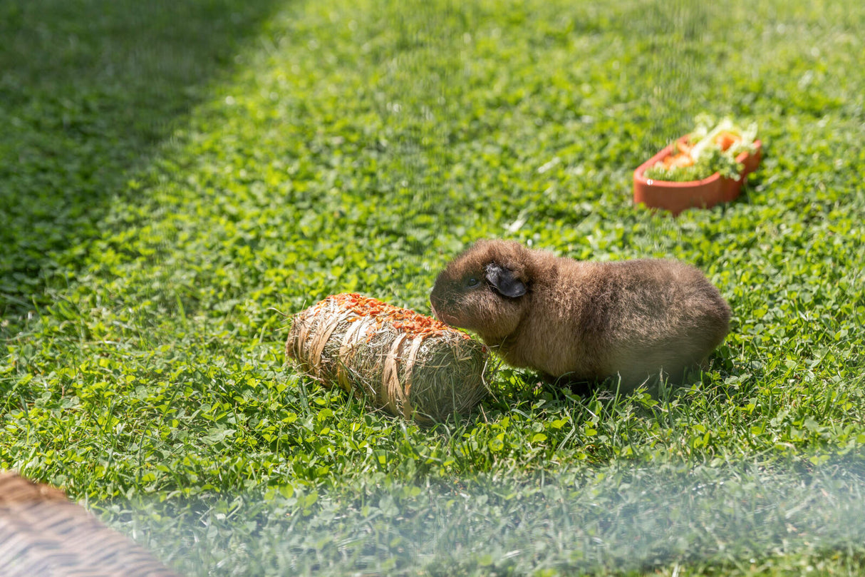 Ein Meerschweinchen sitzt auf einer Wiese und knabbert an einem Bündel mit Heu.