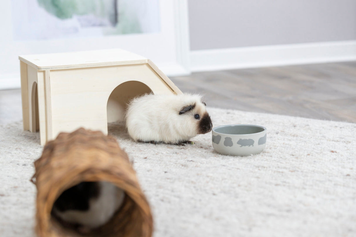 Weißes Meerschweinchen sitzt neben einer hellgrauen Schale und einem kleinen Holzhäuschen auf einem hellen Teppich.