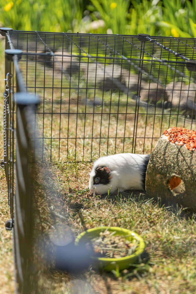 Meerschweinchen liegt neben einem Unterschlupf im Freigehege auf Gras.