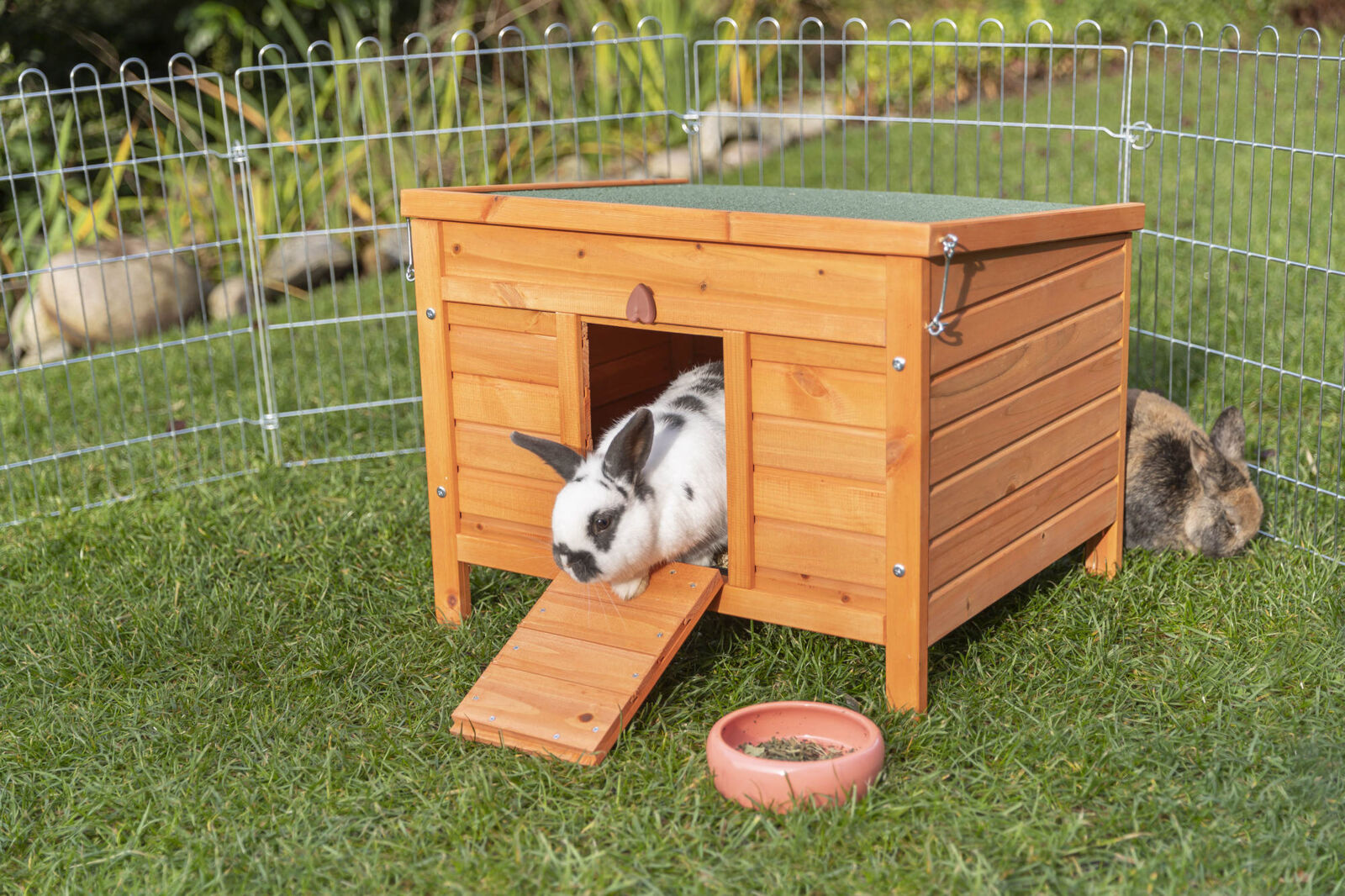 Ein schwarz-weißes Kaninchen verlässt einen hölzernen Hasenstall über eine Rampe, daneben ein Futternapf im Freien.