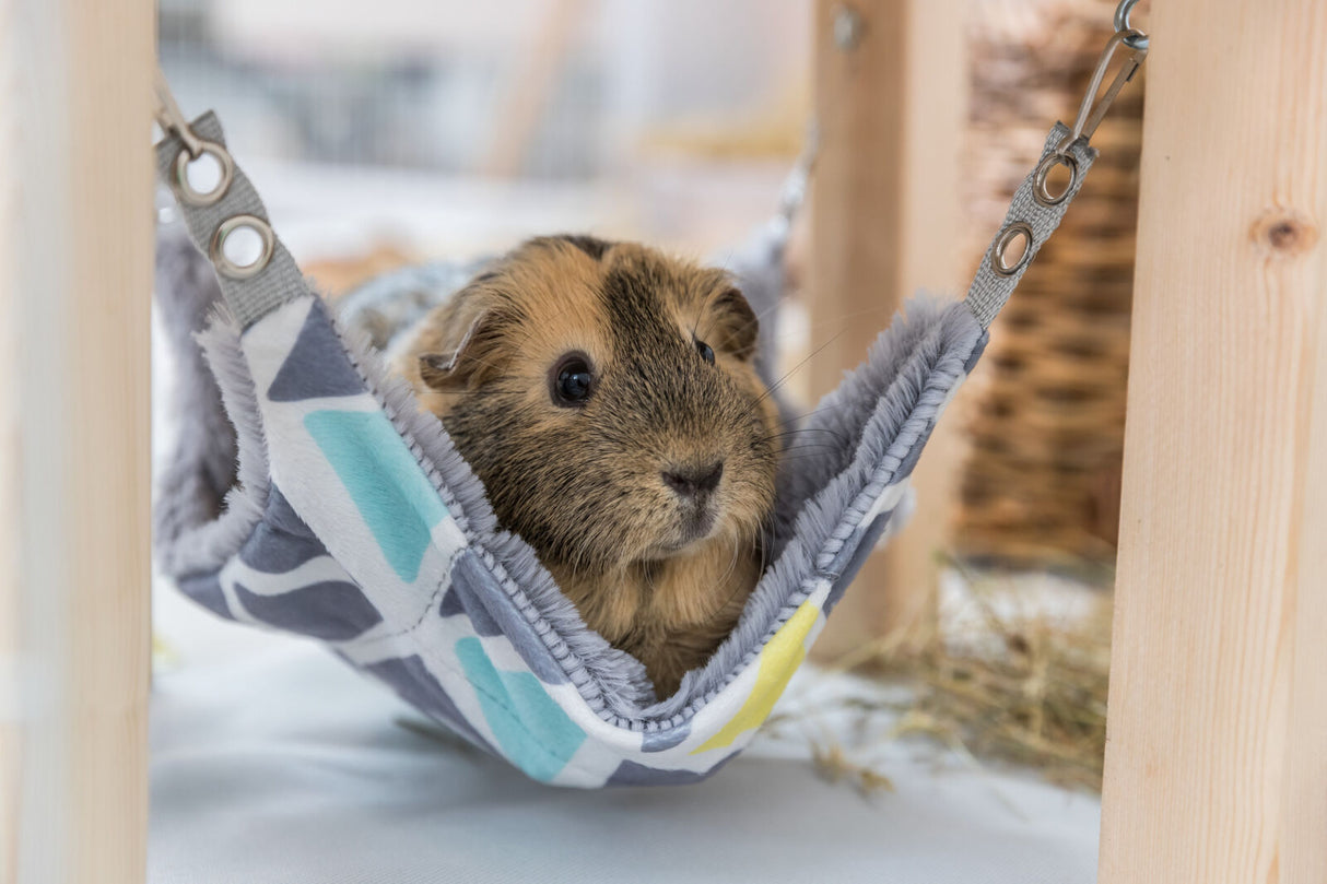Ein braunes Meerschweinchen sitzt in einer gemusterten Hängematte, die an einem Holzgestell befestigt ist.