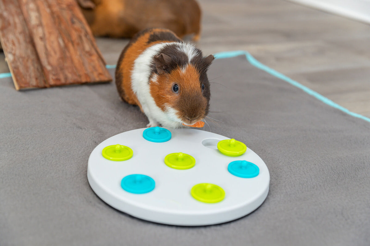 Mehrfarbiges Meerschweinchen auf grauem Teppich mit rundem, weißem Spielzeug mit bunten Abdeckungen.